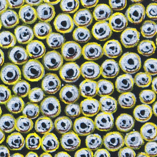 beee (detail)