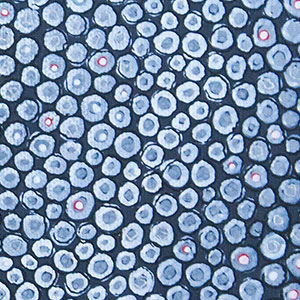 elferingewort